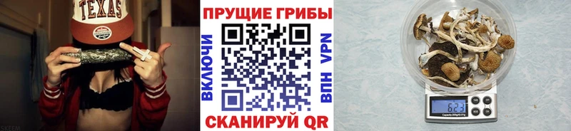 купить   Дятьково  Псилоцибиновые грибы MAGIC MUSHROOMS 